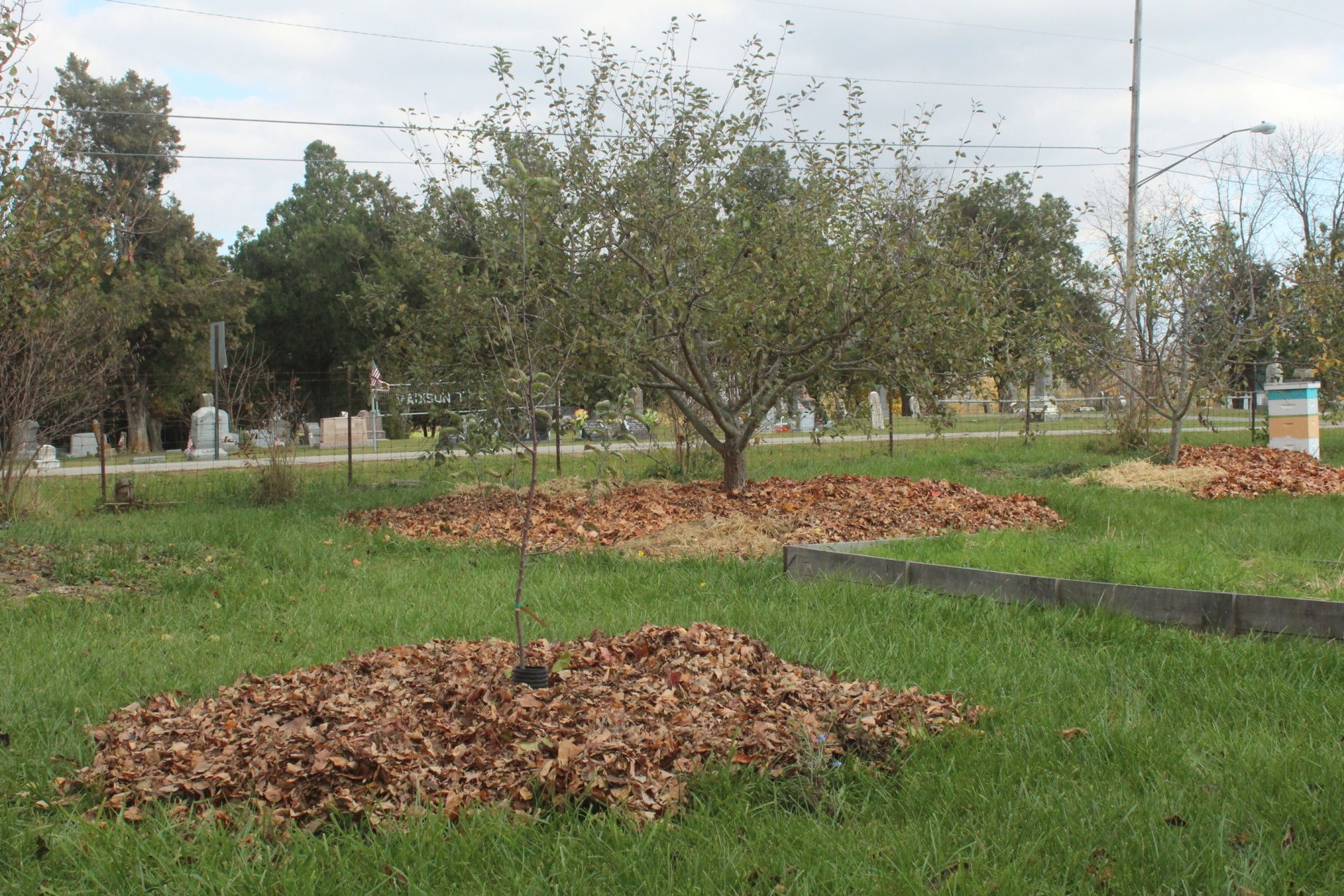 Fruit trees with a wide area of brown mulch around them--mostly leaves--that extends out to their drip-line.