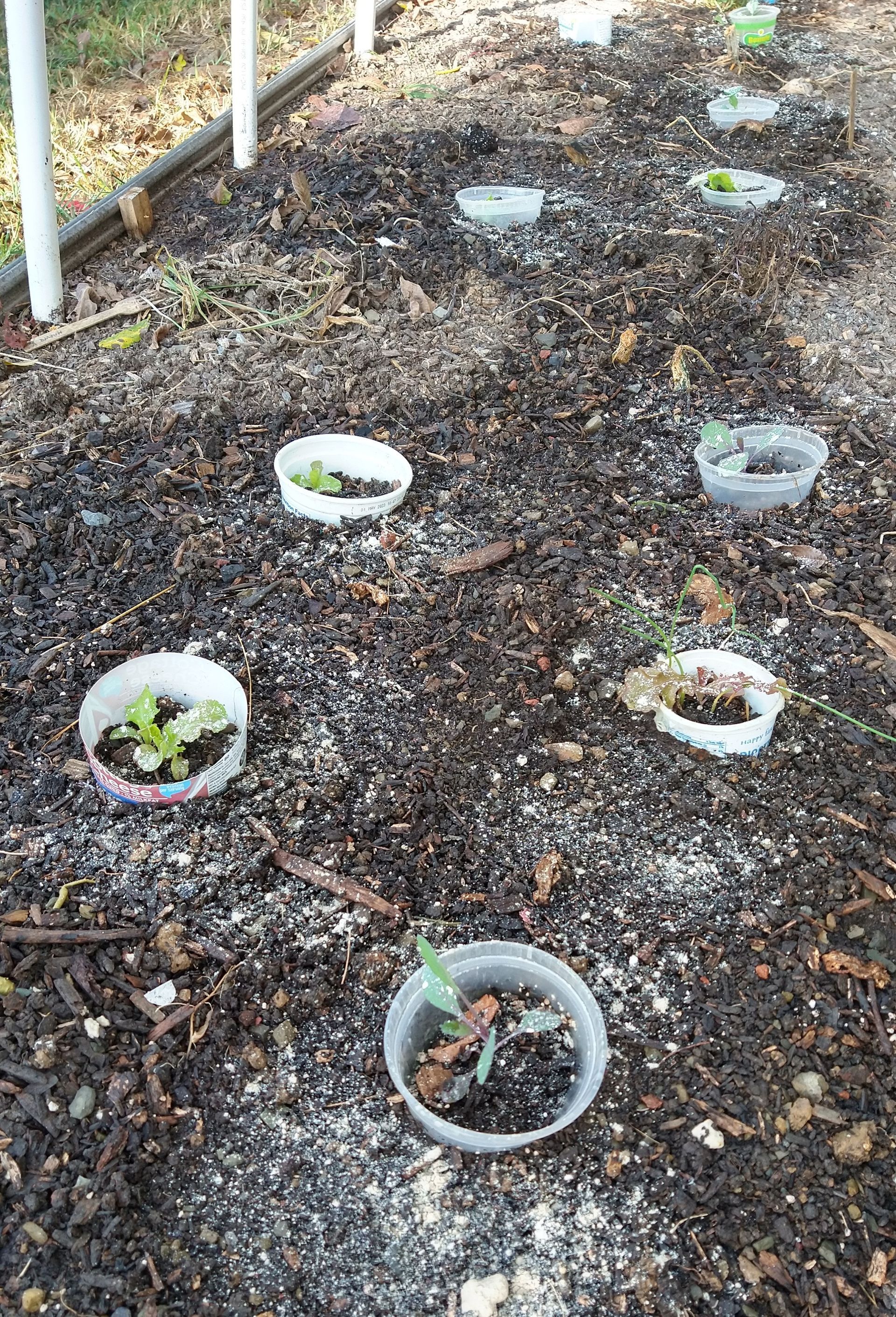 Plastic rings made from yogurt containers protect young seedlings from slugs.