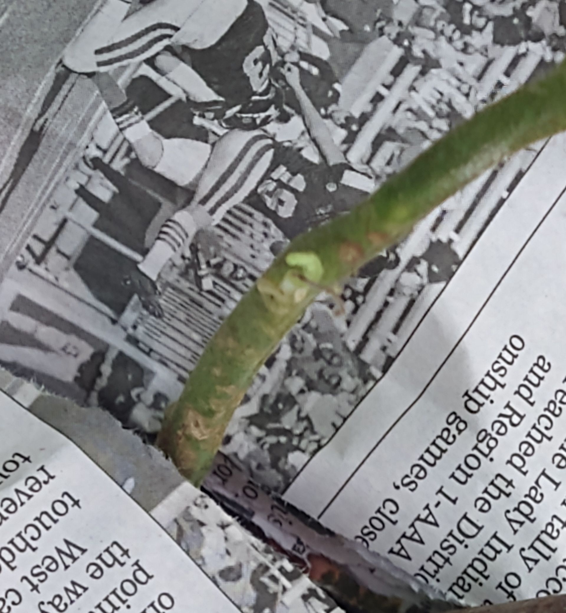 Newspaper on the ground at the base of a tomato plant to prevent soil with fungi from splashing up on the plant when it rains
