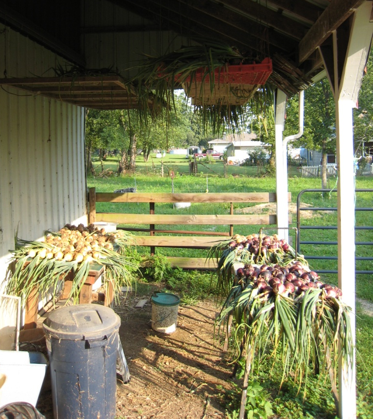 Photo of red and white onions drying after harvesting
