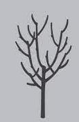 Sketch of fruit tree that has an open, vase-shape
