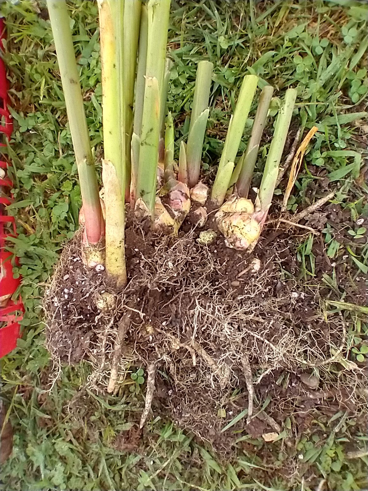 Ginger rhizomes just out of container and still encased in soil