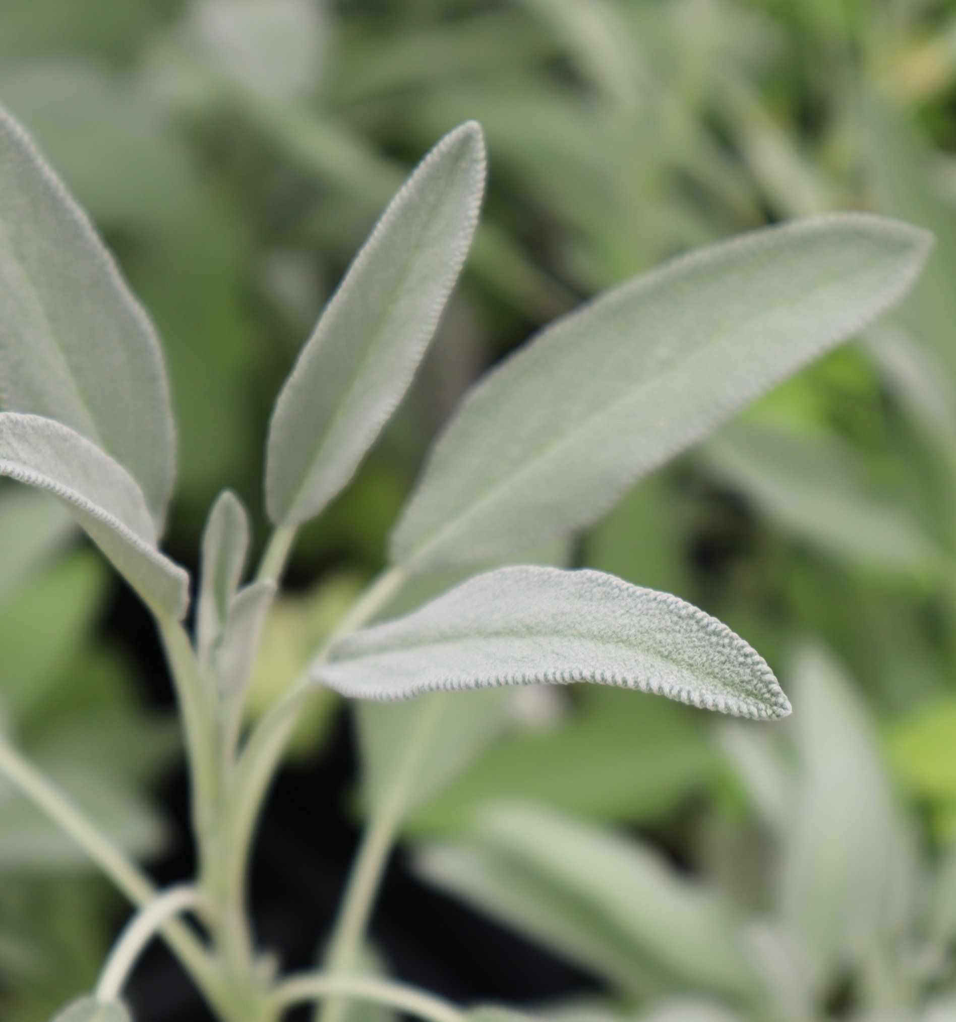 Sage leaves