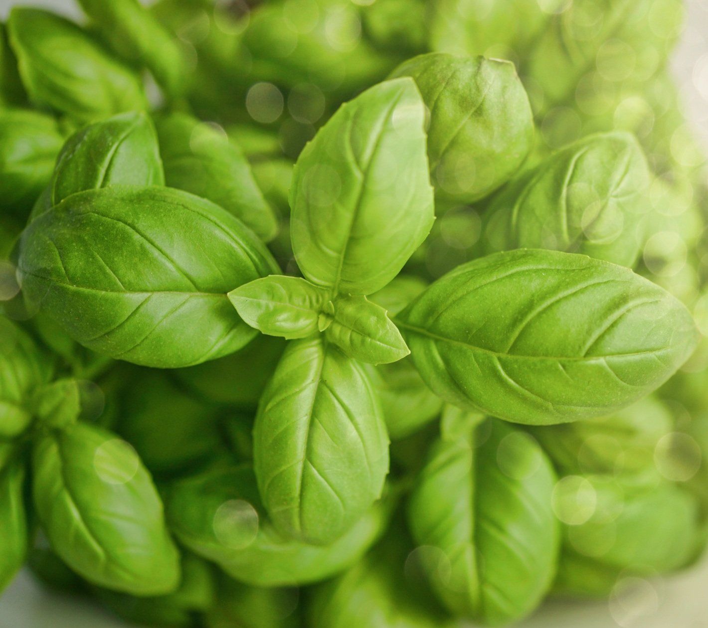 Photo of basil leaves