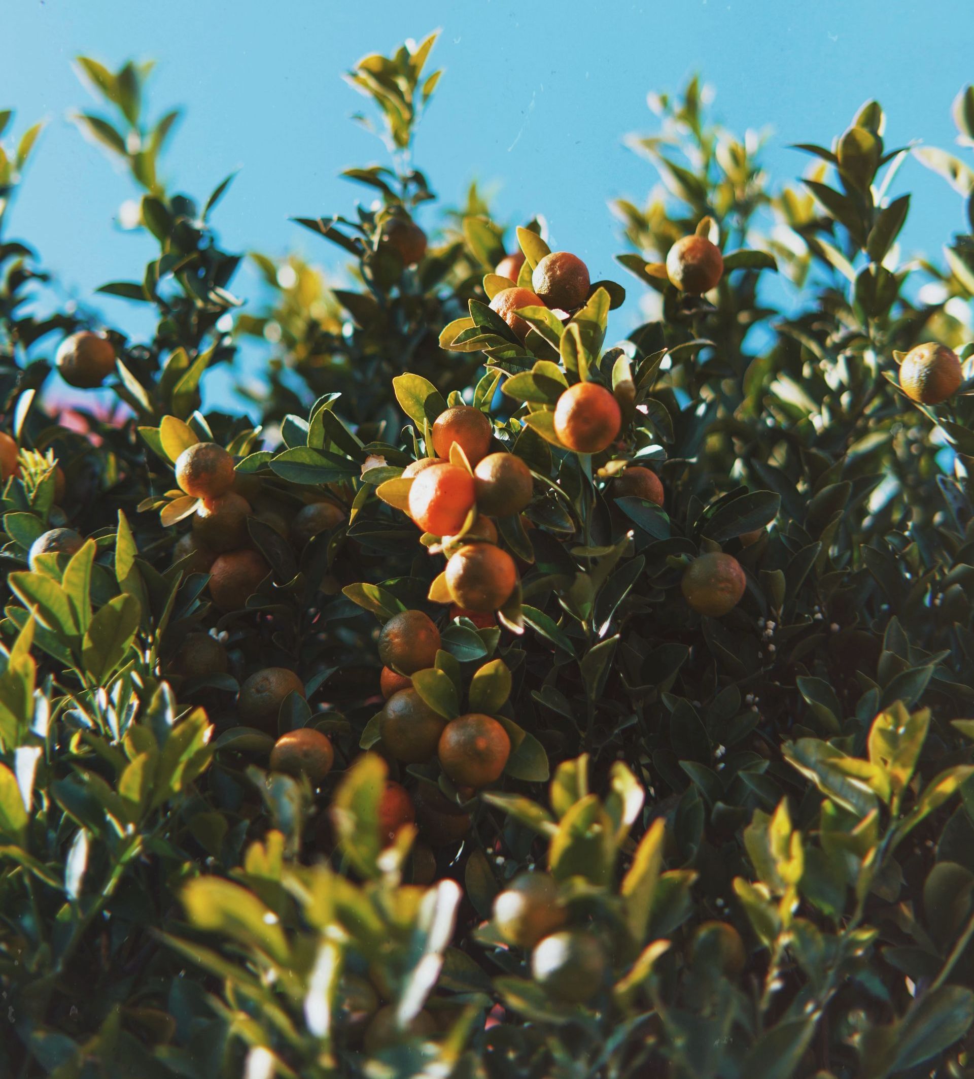 Oranges hanging in heavy clumps on fruit tree