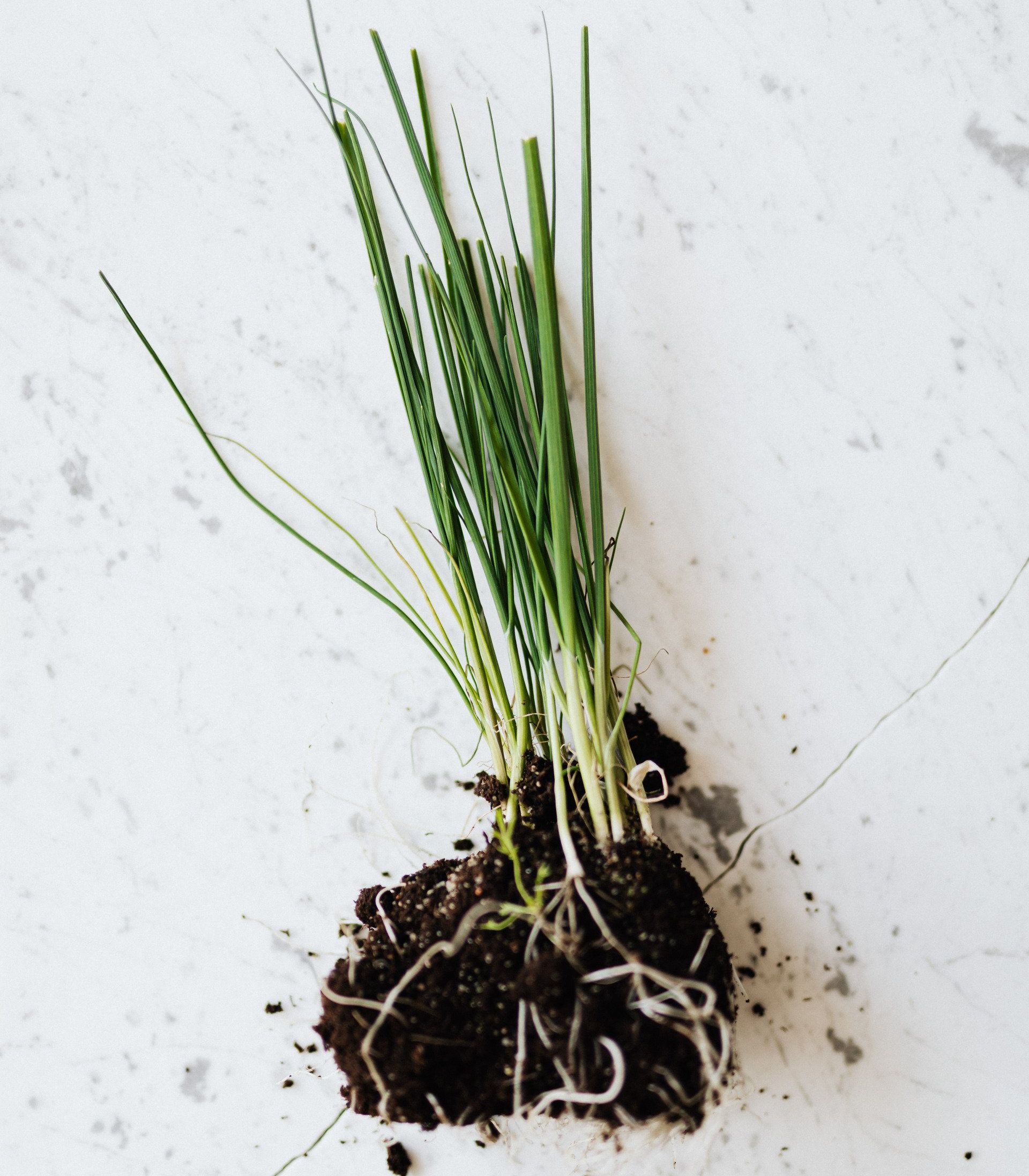 Photo of up-rooted chives with long green stems