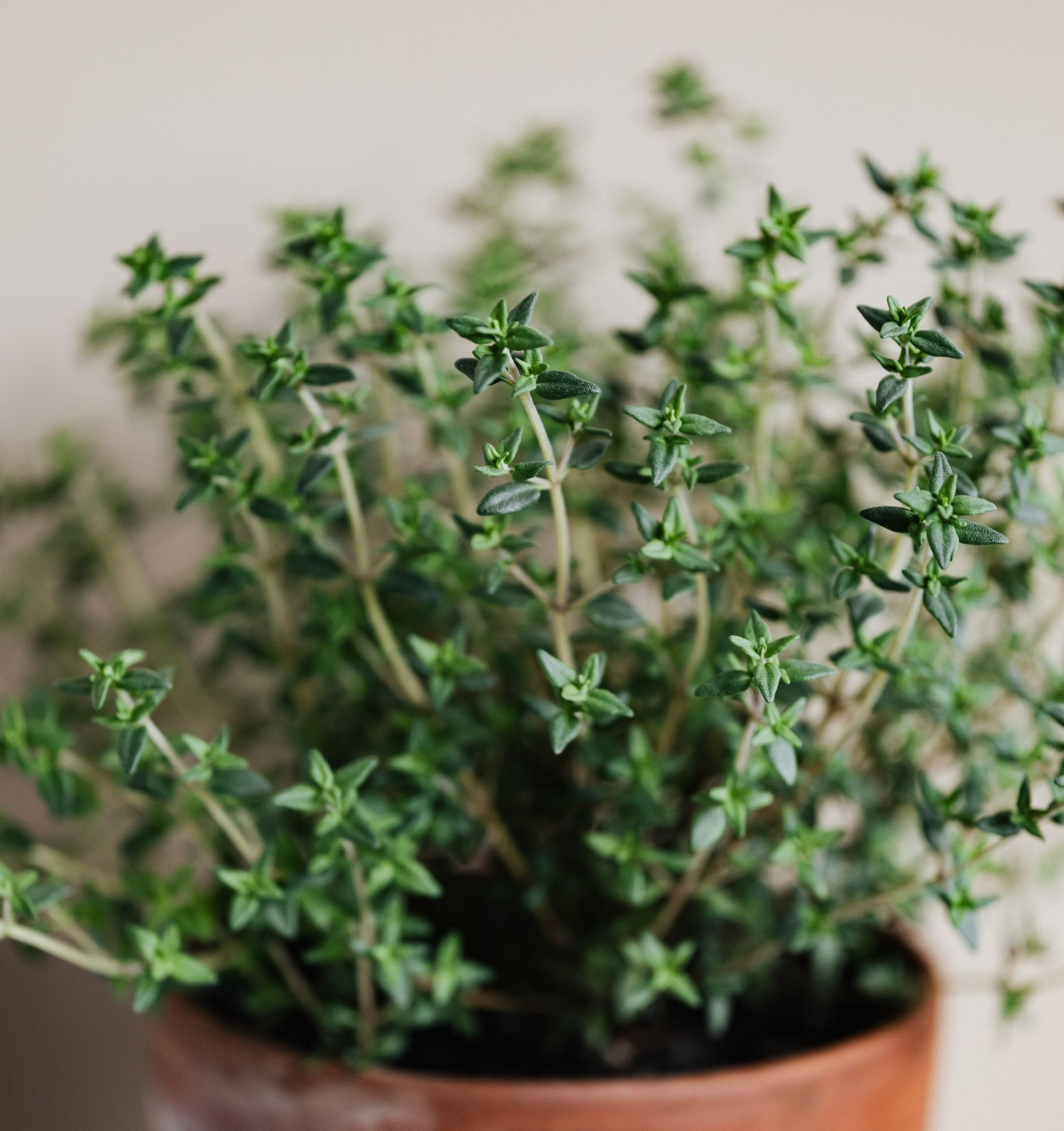 Thyme plant growing in a clay pot