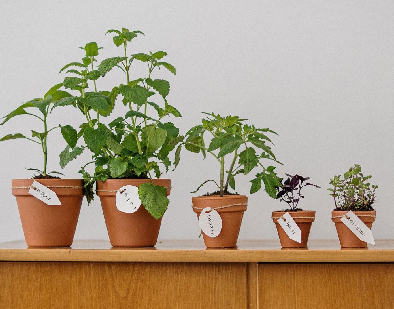 Five different herbs growing in pots indoors