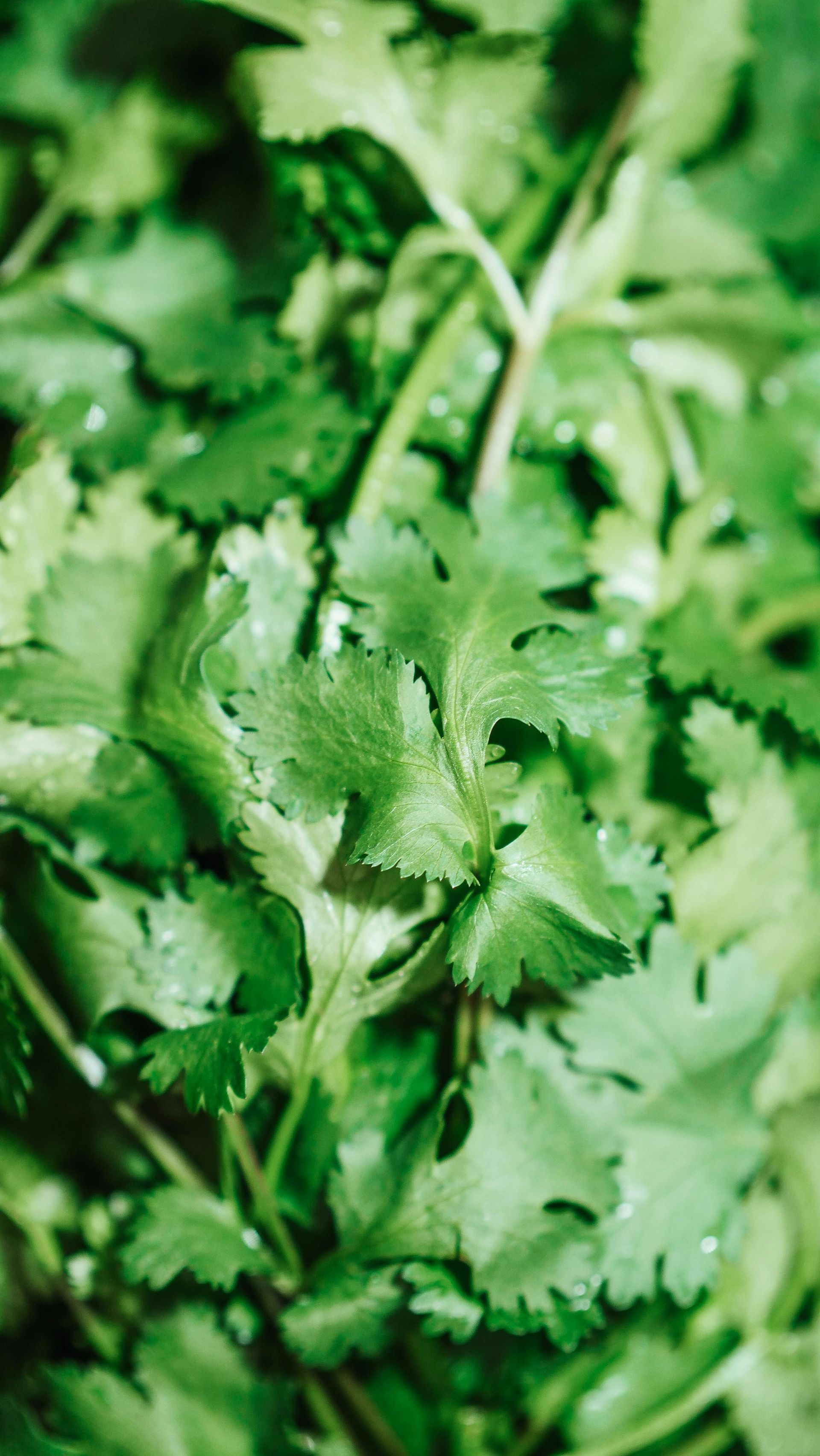 Close-up photo of cilantro leaves
