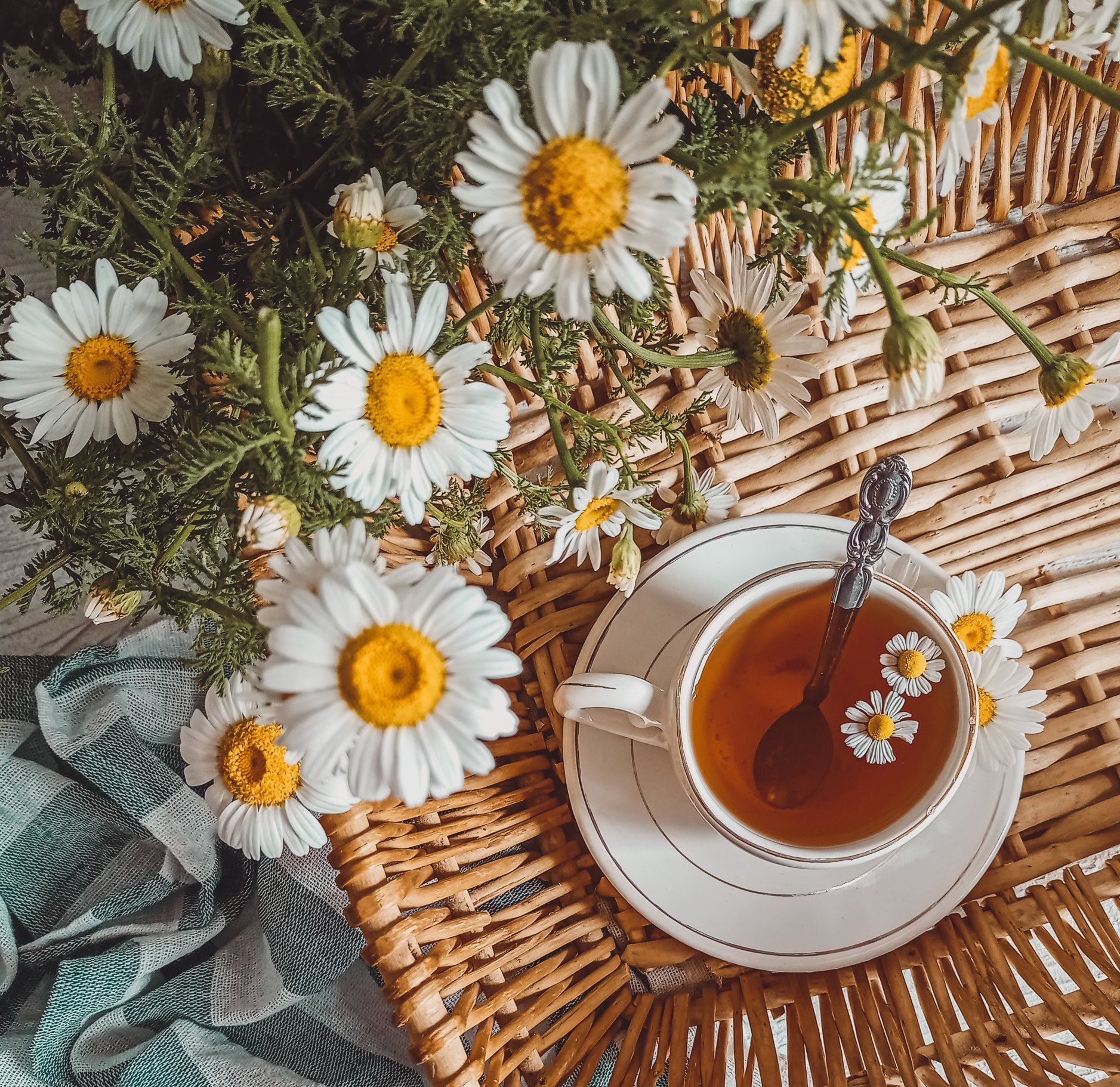 Photo of chamomile flowers next to a cup of chamomile tea