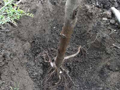 A bare-root young tree being placed in a hole which has been dug to fit its roots.