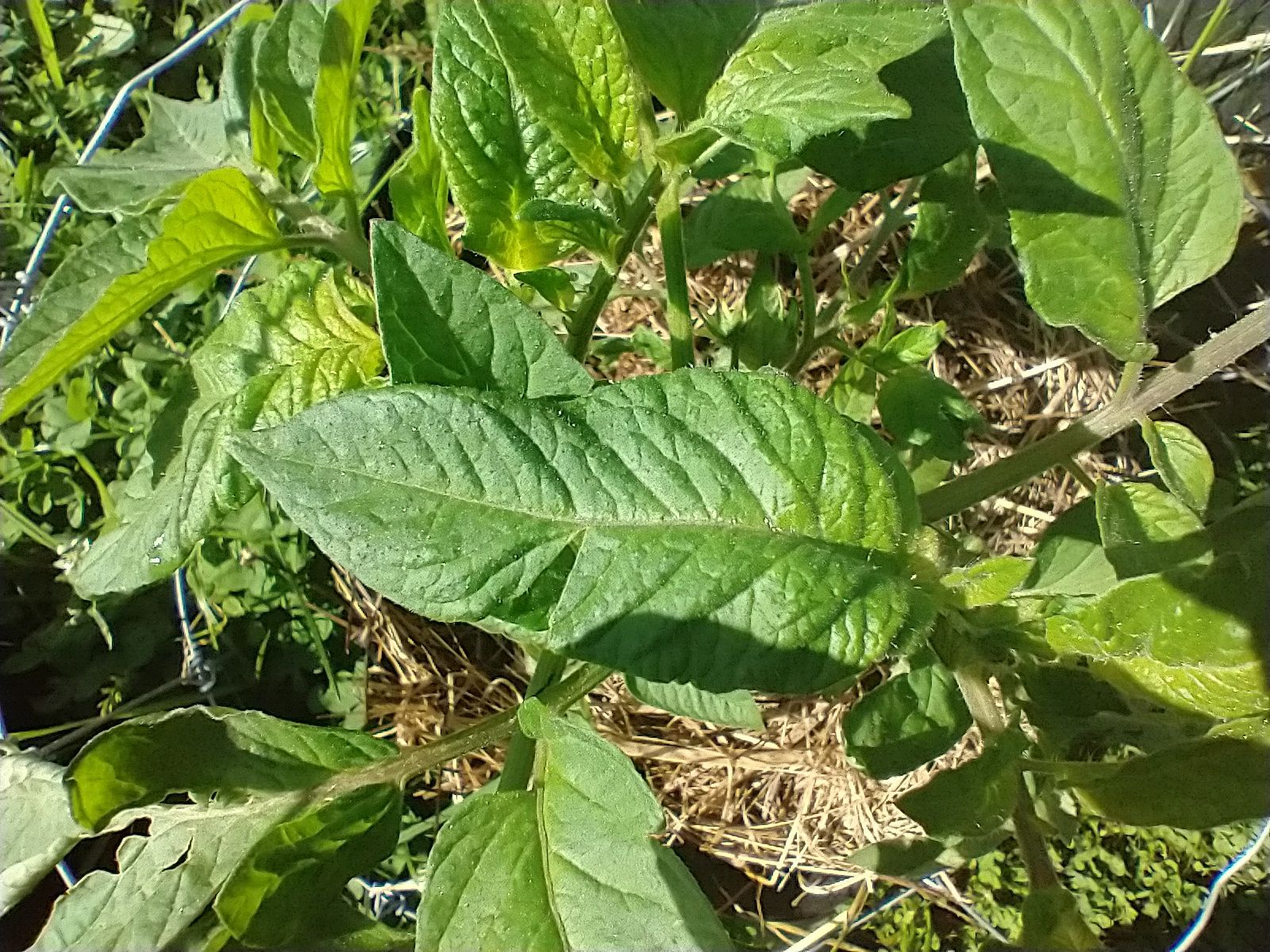 Potato leaf tomato plant