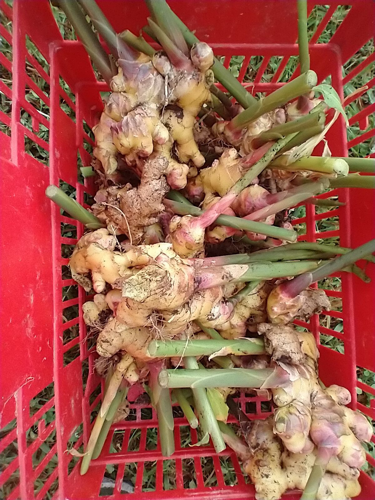Ginger rhizomes ready for curing