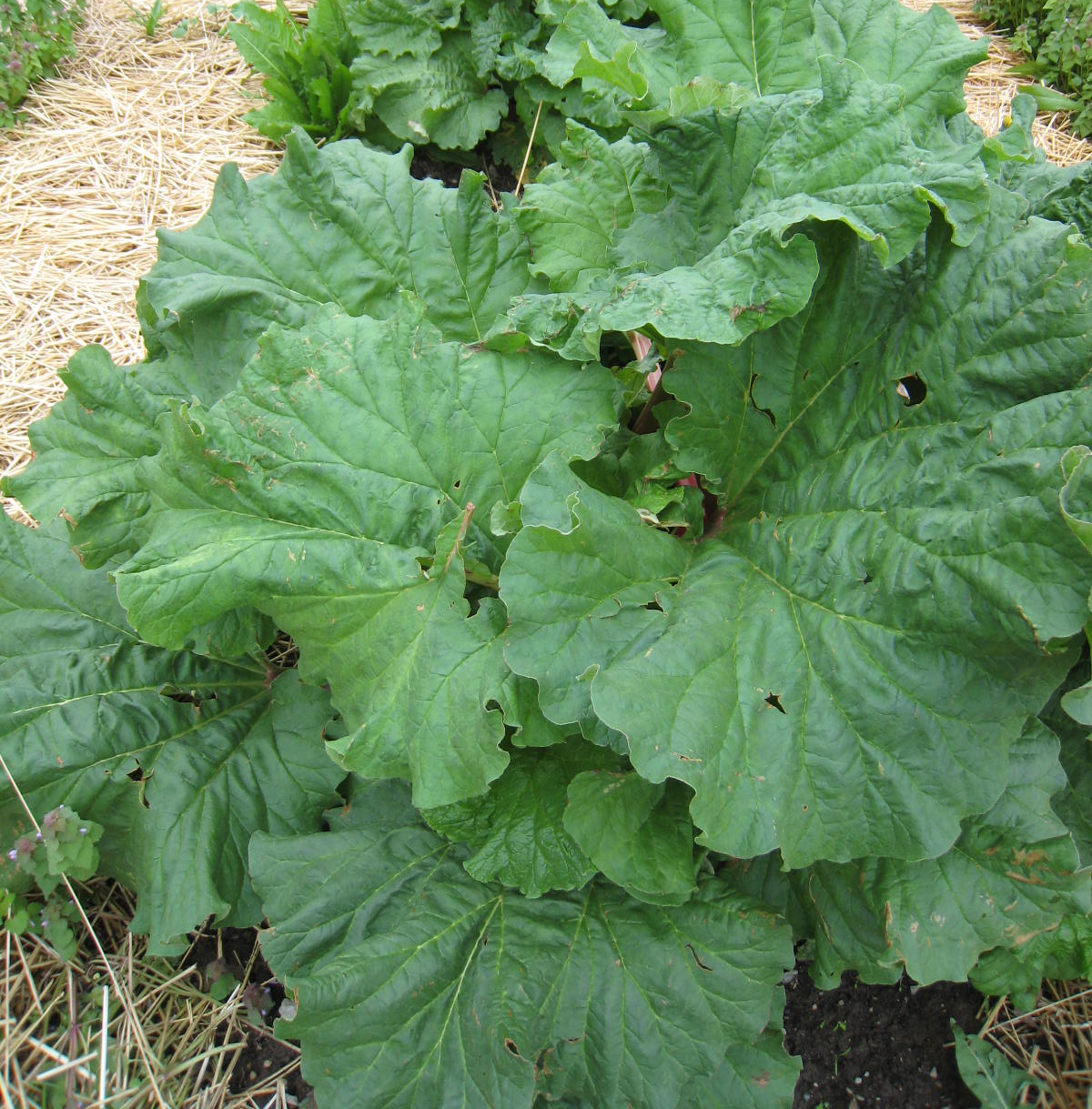 Close-up of mature rhubarb