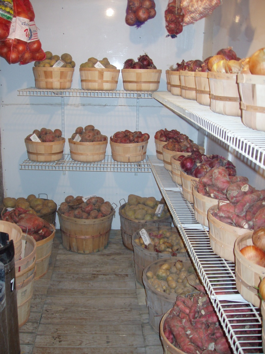 Photo of potatoes and onions in a root cellar
