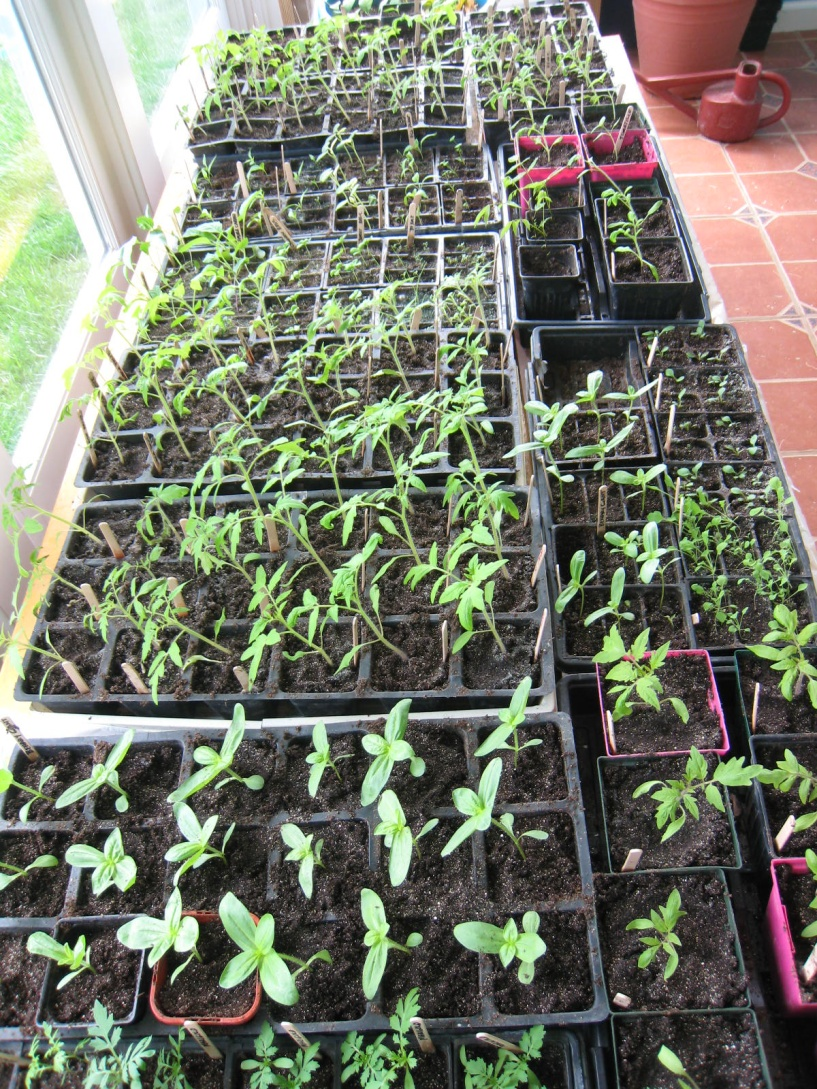 Seedlings with secondary leave already transplanted into divided containers with low windows for adequate light