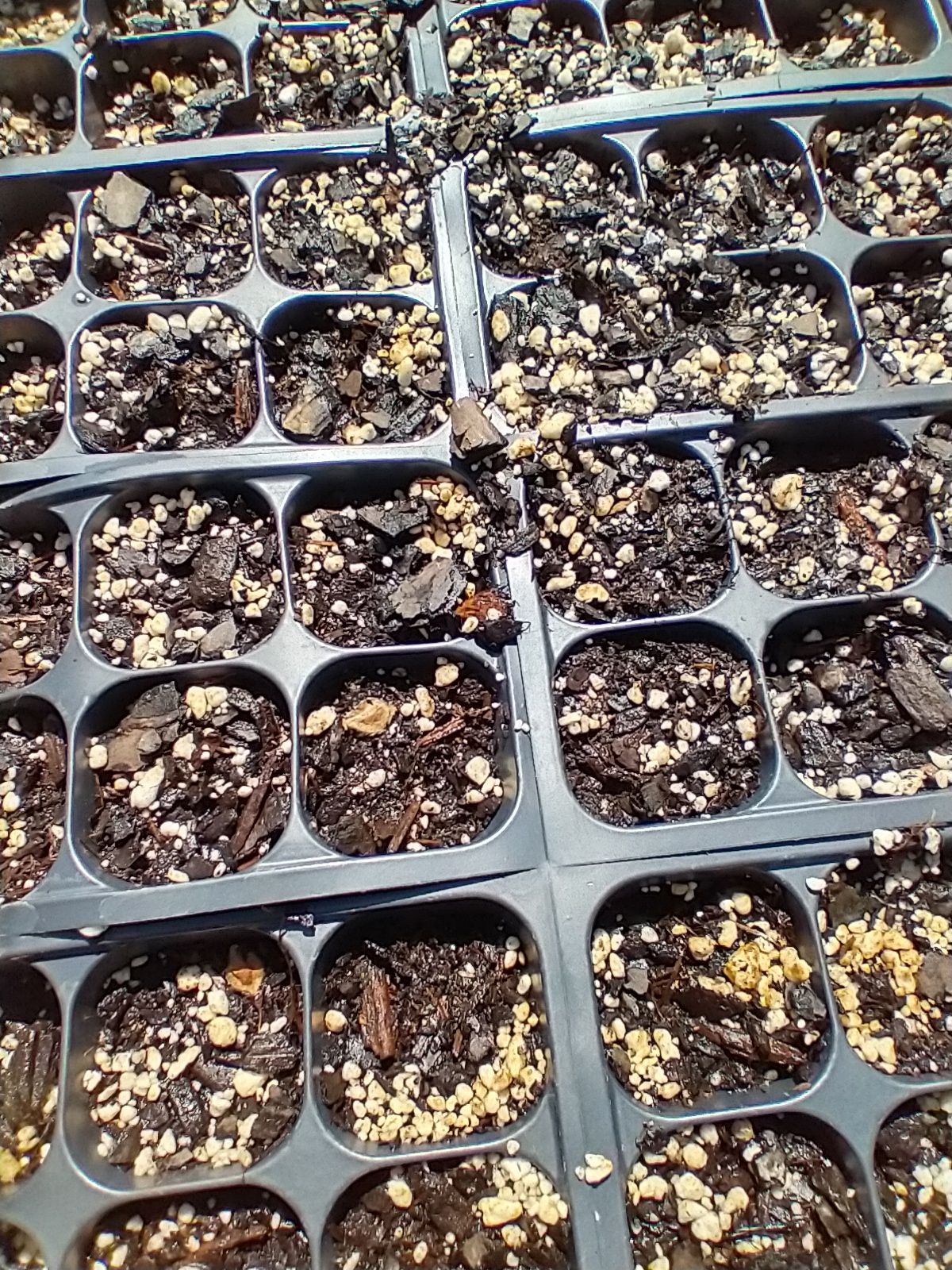 Close-up of potting mix in containers