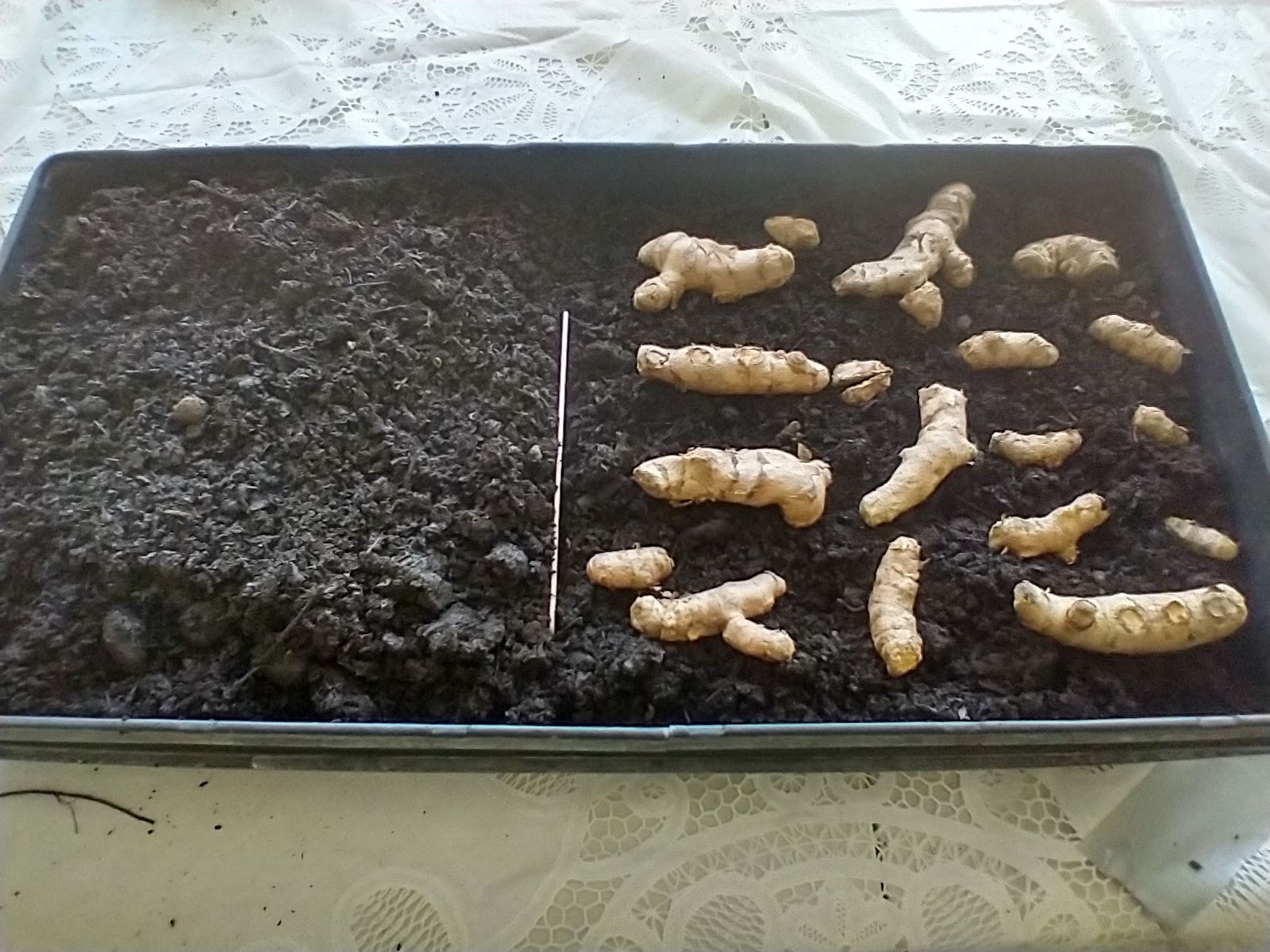 Photo of rhizomes being prepared for sprouting in warm soil