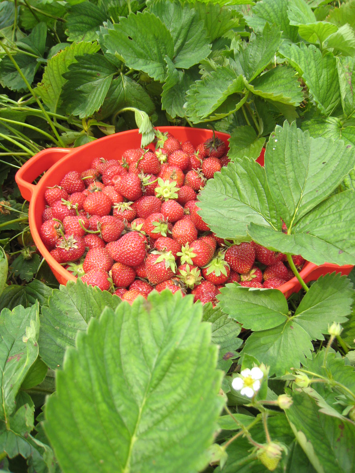 Freshly picked juicy red strawberries in a colander sitting on top of green strawberry foliage