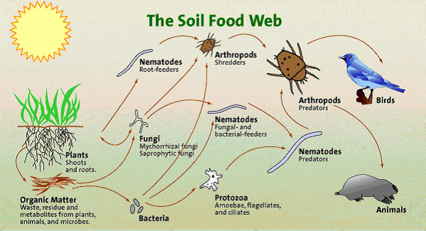 Sketch of the soil-food web showing complexity of all the creatures necessary to have living soil and nutritious food