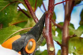 photo of thinning cut being made on fruit tree just beyond the