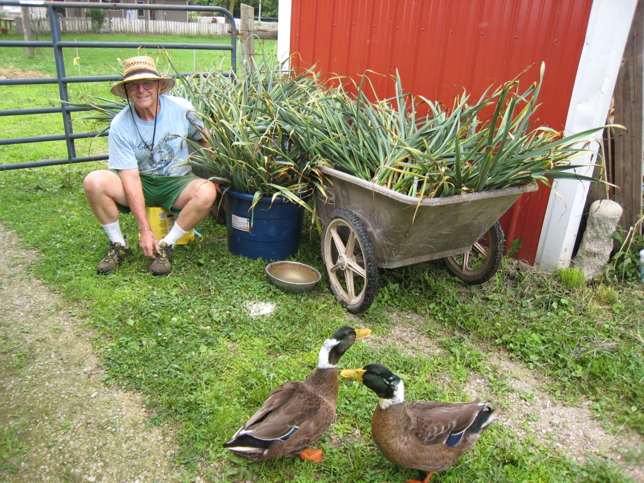 Enjoying the two Ancona ducks