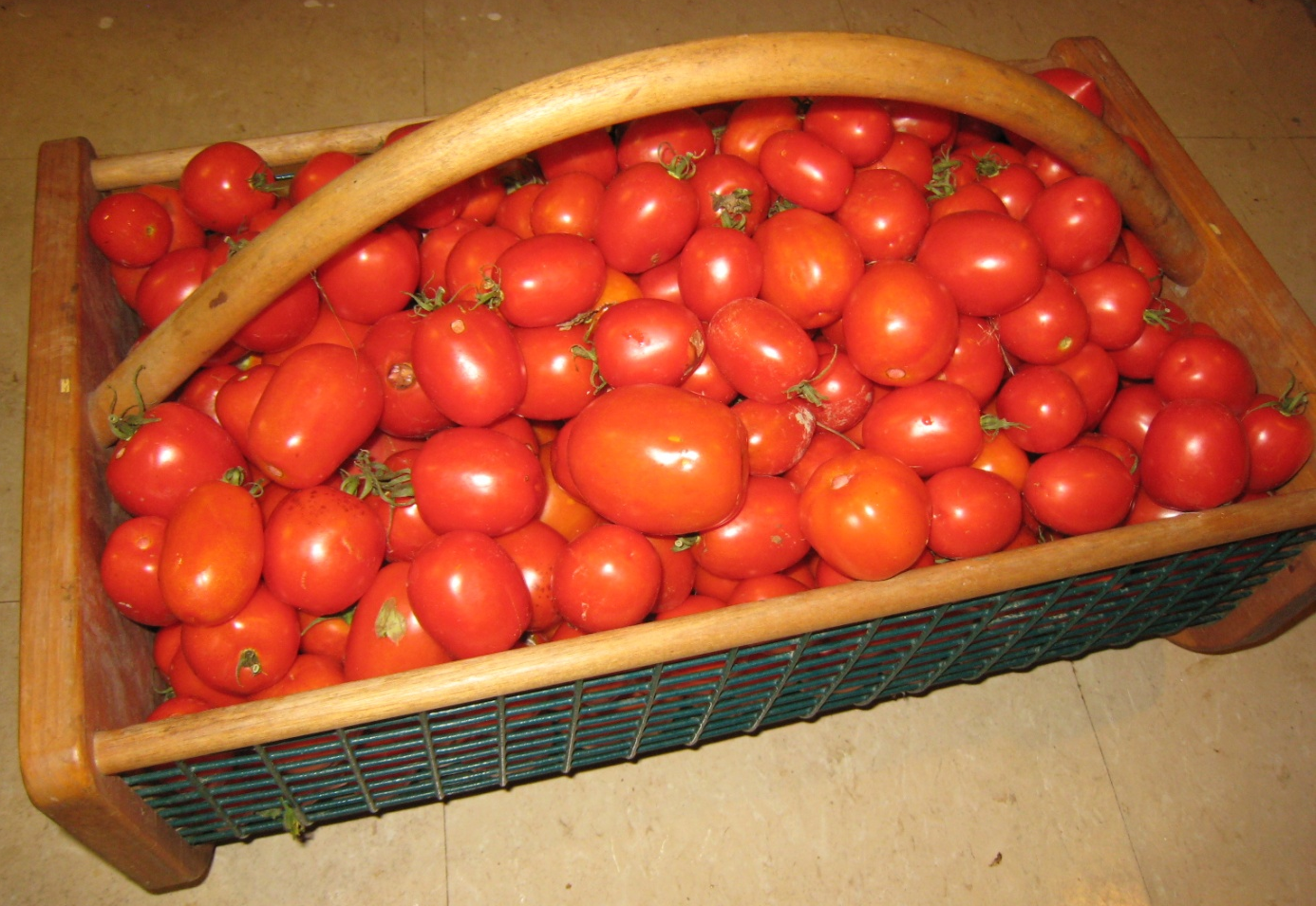 Photo of basket filled with red canning tomatoes