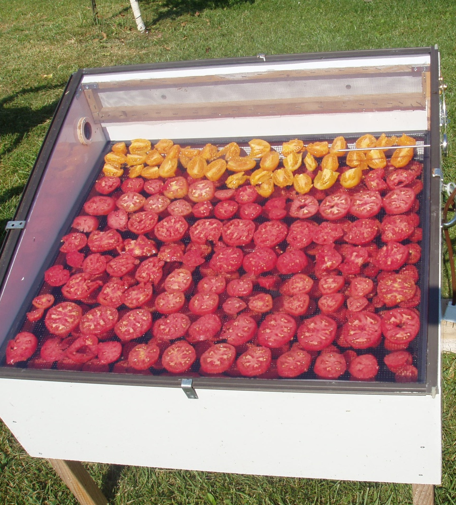 Photo of tomato slices drying in a solar dryer