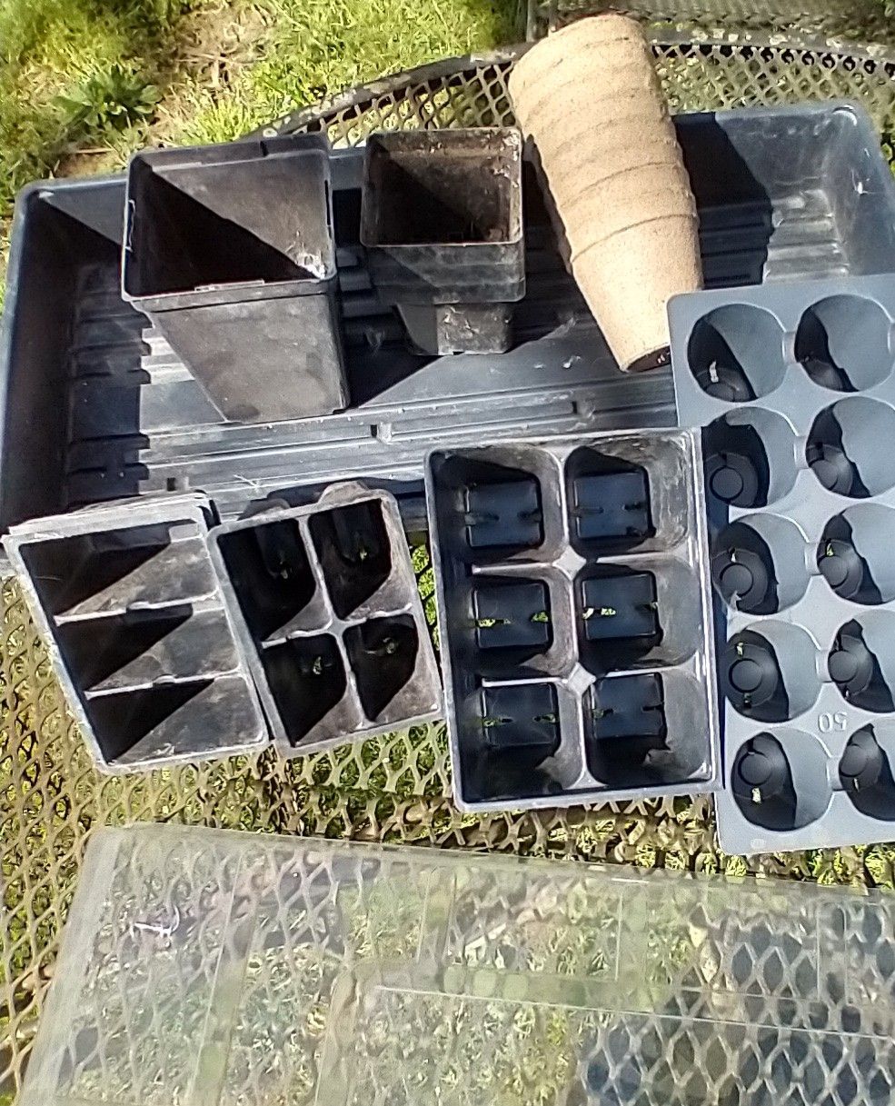 A variety of different-sized containers that seedlings will be transplanted into after growing their secondary leaves.