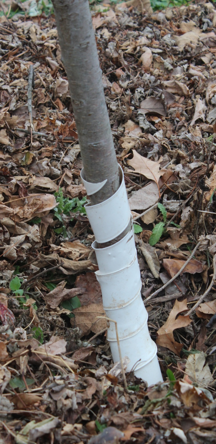 White, spiral tree guard around a young fruit tree's trunk