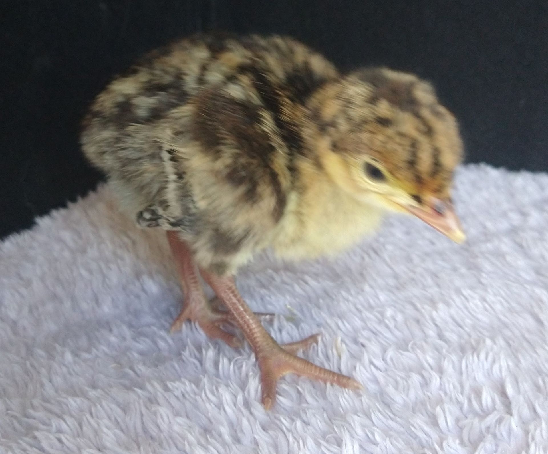 Newborn Narragansett turkey poult