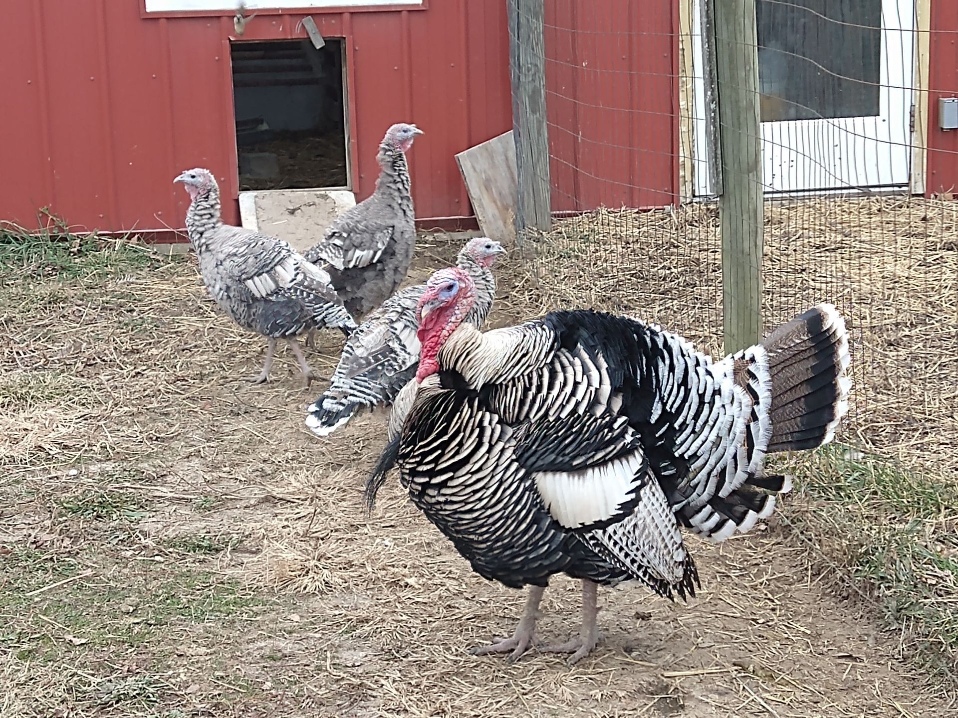 Narragansett tom turkey with his hens