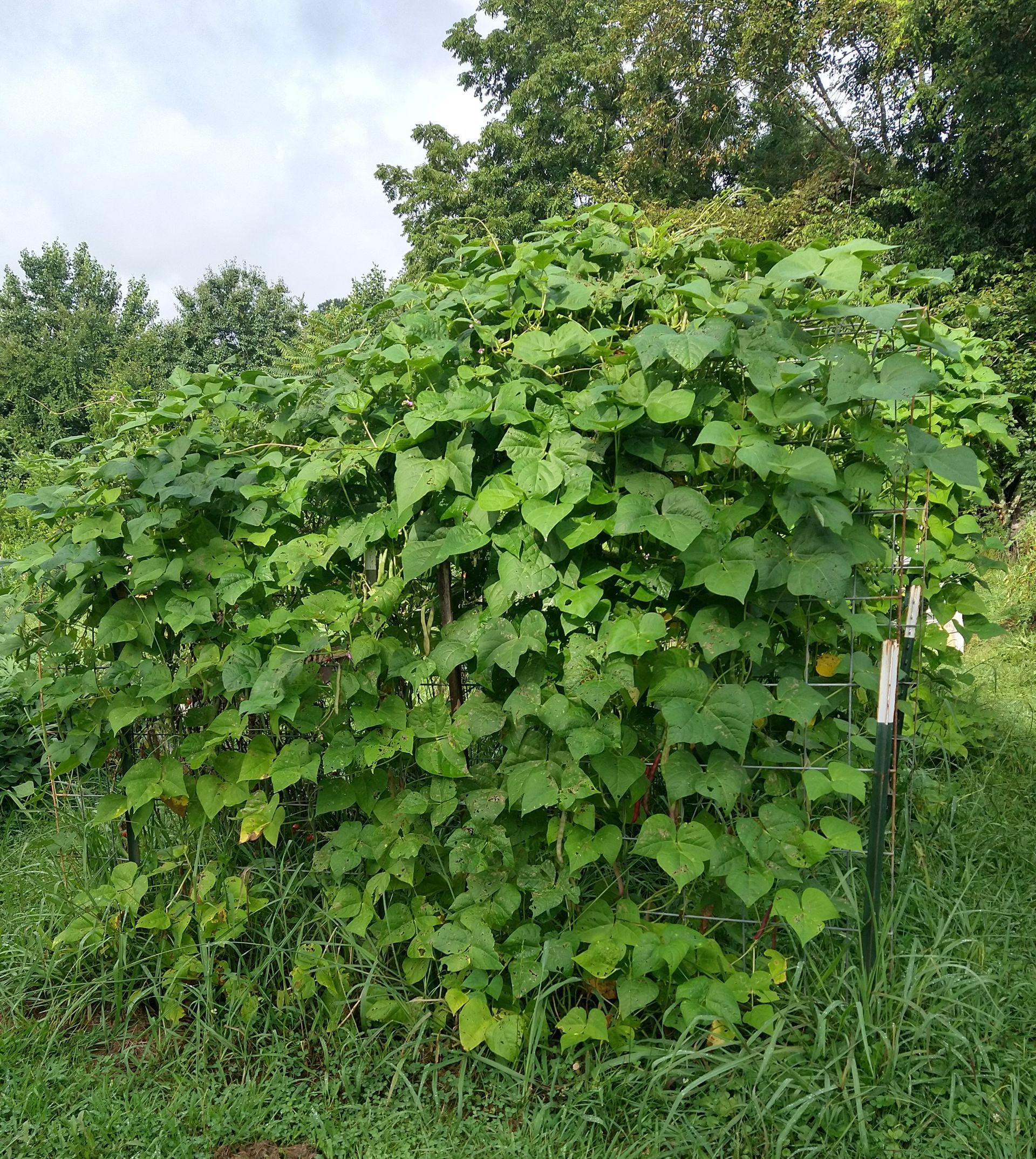 Photo of heirloom climbing beans