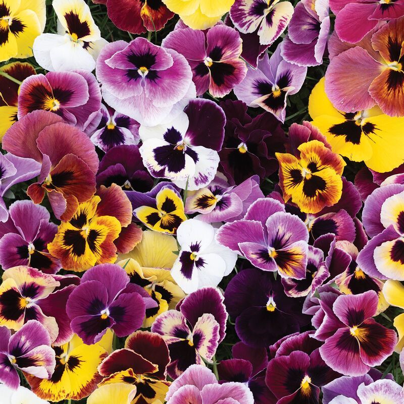 Violets