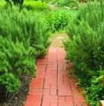 Herbs growing as a border along a brick walkway