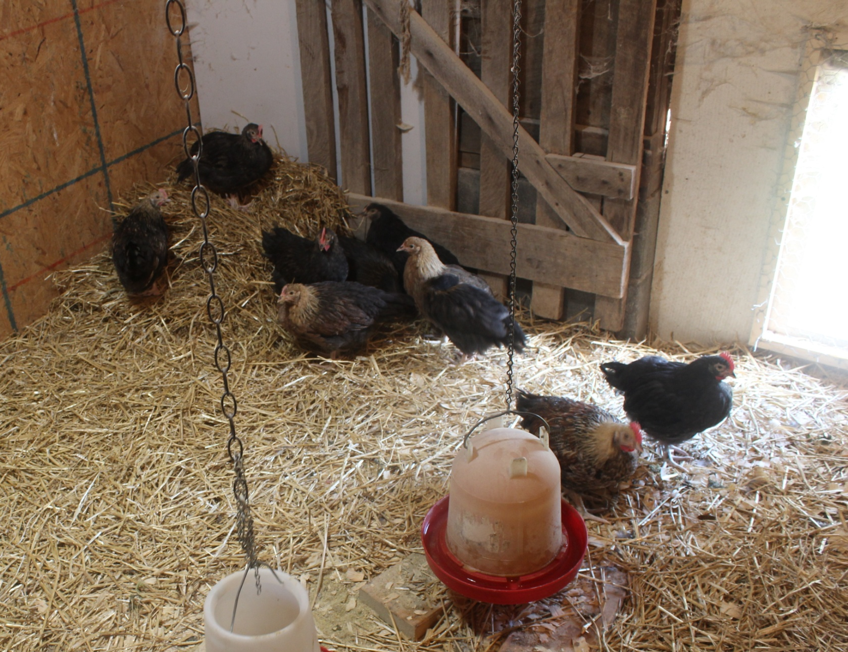 Photo of young chickens protected inside a stall with clean straw and food and waterer hanging