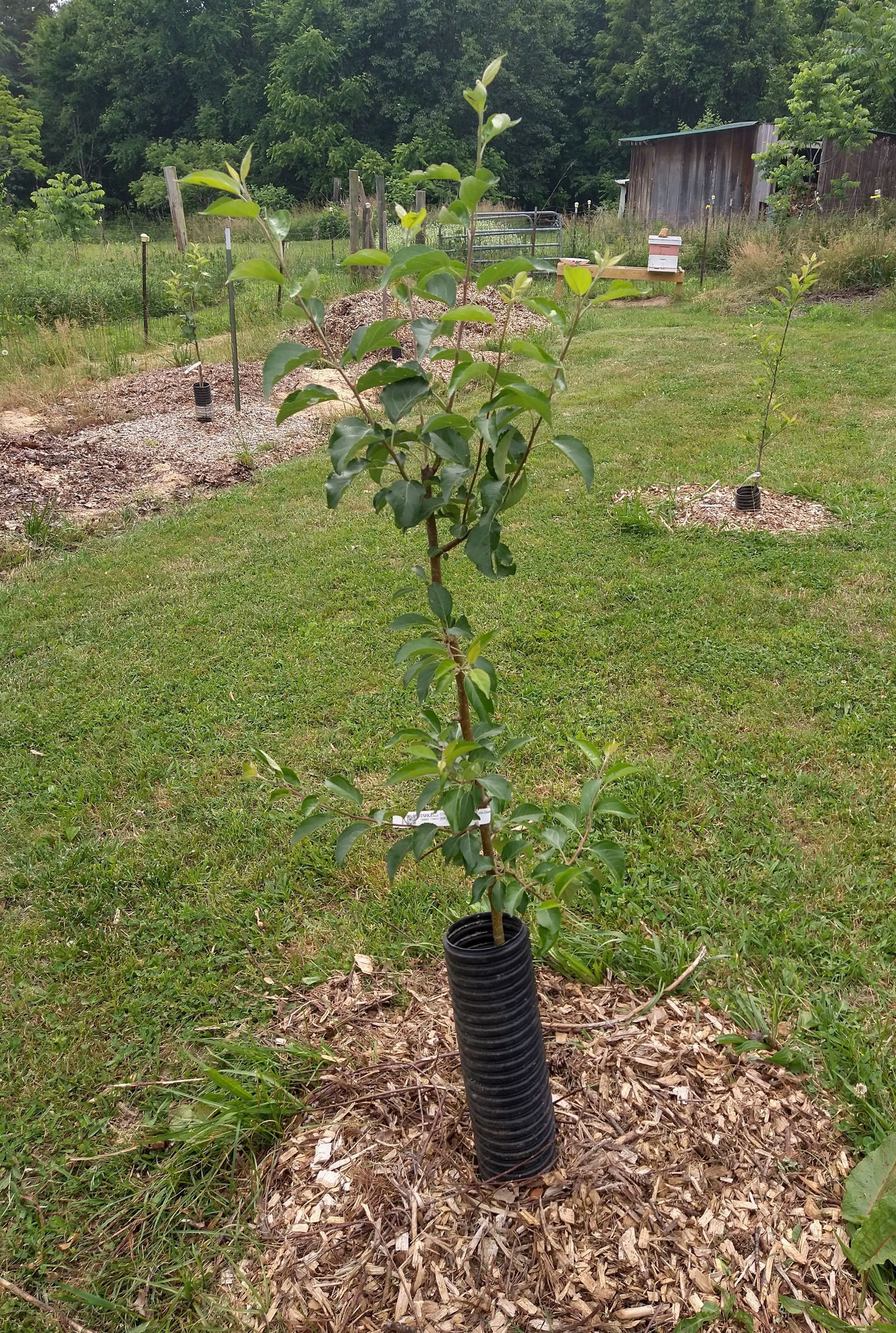 Young fruit trees with mulch around each tree out to their