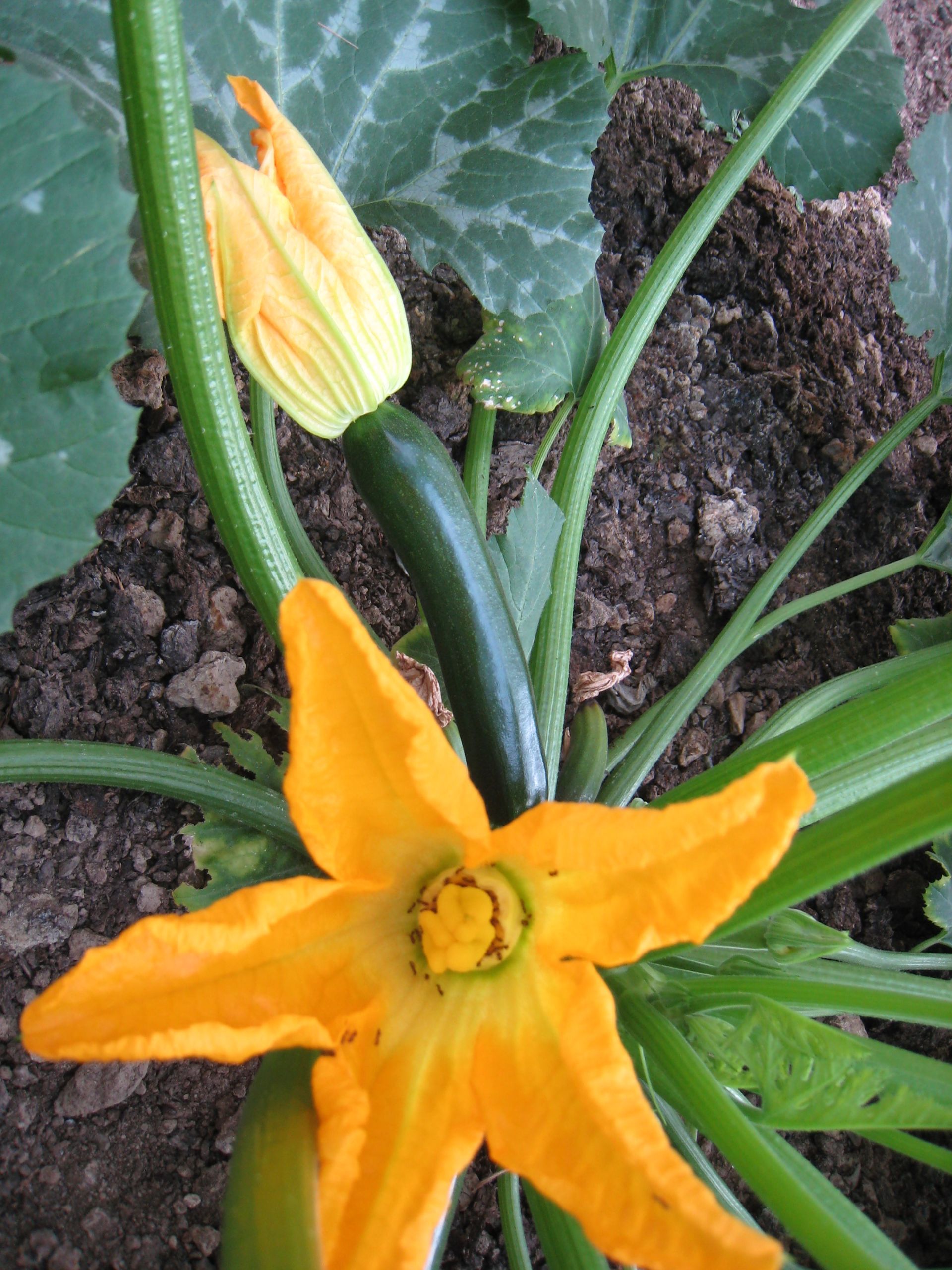 Close-up of a zucchini flower to demonstrate an 