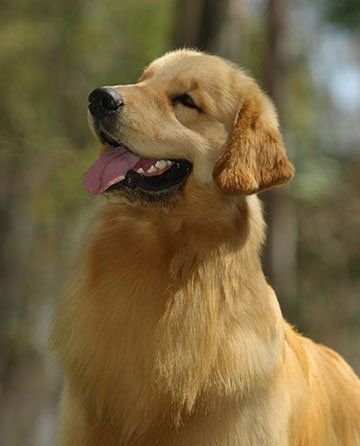 criadero de golden retriever