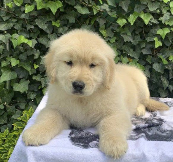 criadero de golden retriever
