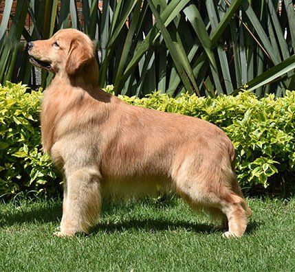 golden retriever en Arlington, Texas