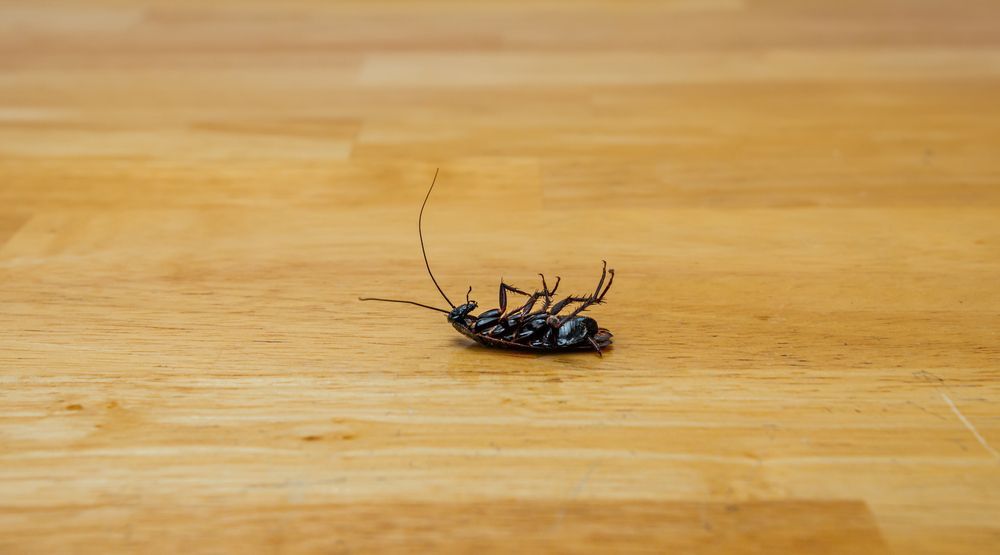 Dead Cockroach Lying on Its Back on a Wooden Table — The Pest Control Guy in Rollingstone, QLD