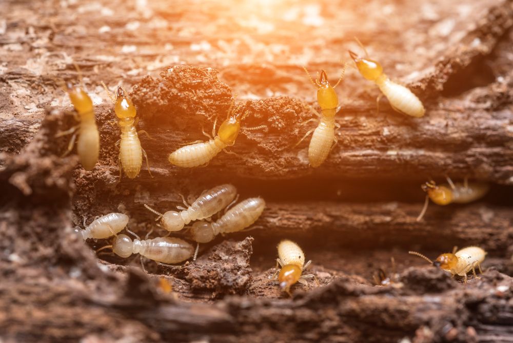 Termites Infesting Wood, Illuminated by Sunlight — The Pest Control Guy in Cardwell, QLD