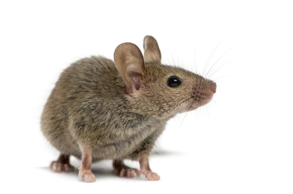 Gray Mouse, Small and Alert, With Pink Nose and Large Ears — The Pest Control Guy in Ingham, QLD