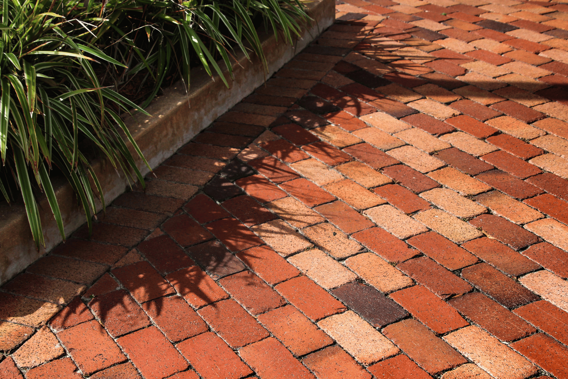 A close up of a brick walkway with a plant in the background.