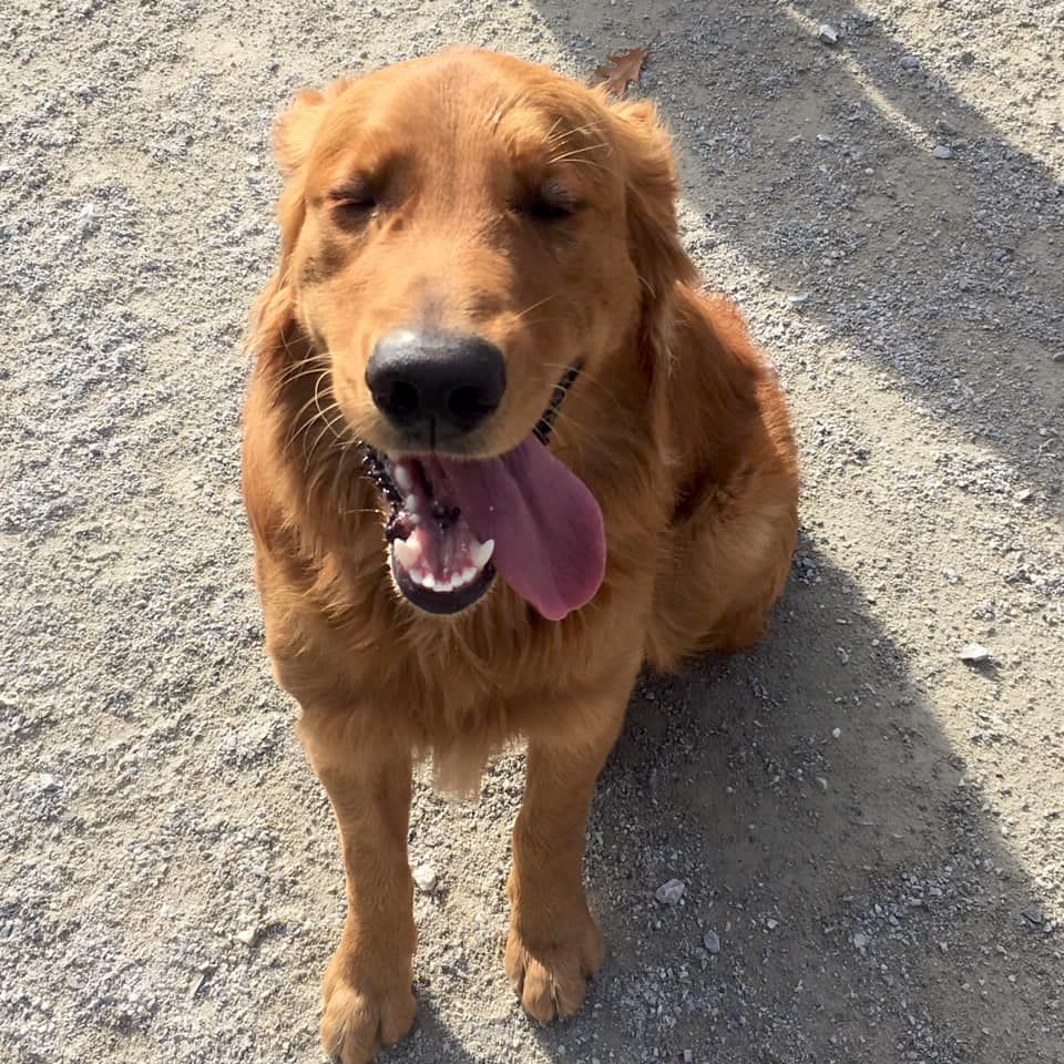 Top of the Hill Kennels Boarding Kennels in Vermont