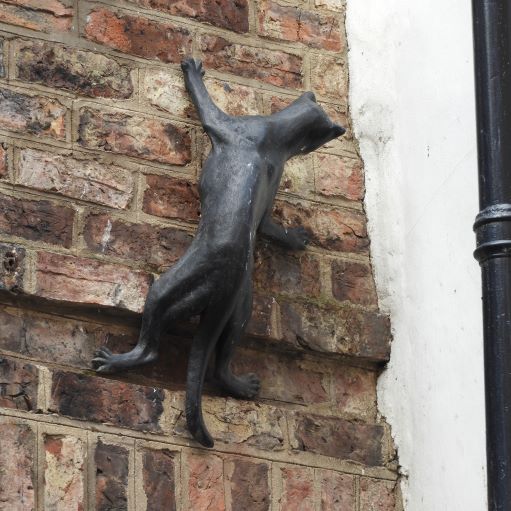 York Cat Hunt Cat 12