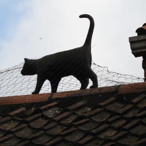 York Cat Hunt Cat 16