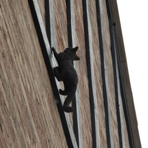 York Cat Hunt Cat 17