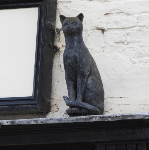 York Cat Hunt Cat 24